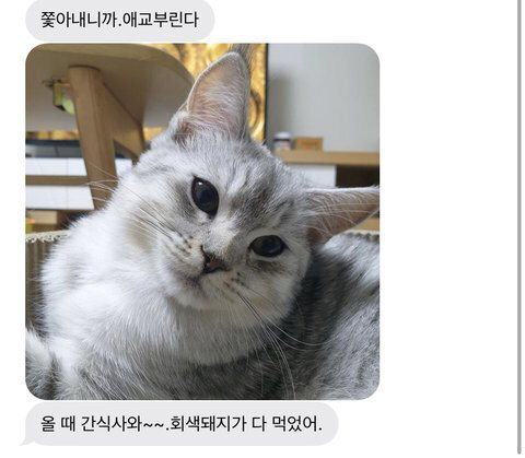 우리엄마가 고양이 쫓아낸대 | 인스티즈