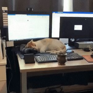 냥집사의 재택근무.gif | 인스티즈