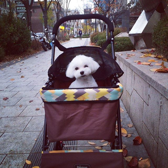 귀여운 박성광 댕댕이 | 인스티즈