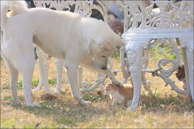 디씨에서 난리났었던 마당에서 찍은 새끼 고양이.jpg | 인스티즈