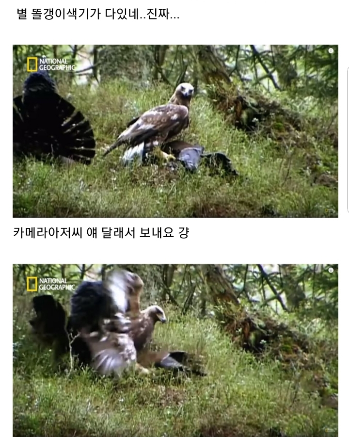 분노조절장애로 목숨 잃는 동물 | 인스티즈