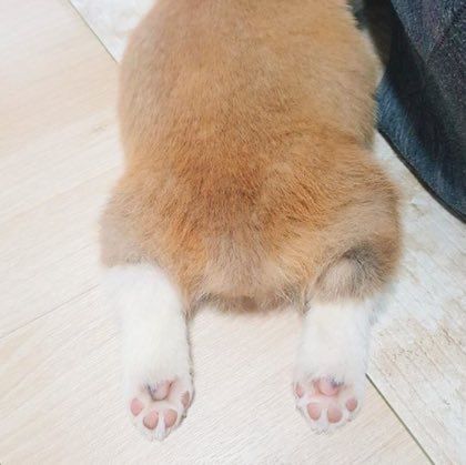 각종 엉덩이 모음....jpg | 인스티즈