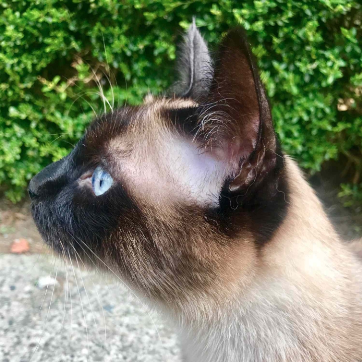 고양이들의 눈동자 | 인스티즈