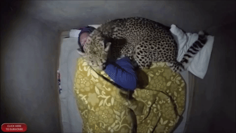 대형 고양이와 자면.gif | 인스티즈