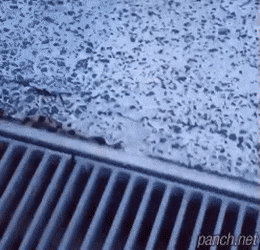 의외로 무서운성격인 포메라니안 | 인스티즈