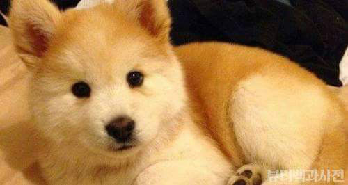 시바예드 | 인스티즈