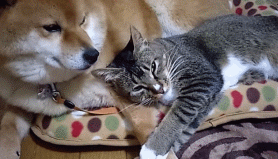 고양이 팔베개 해주는 시바 댕댕이.gif | 인스티즈