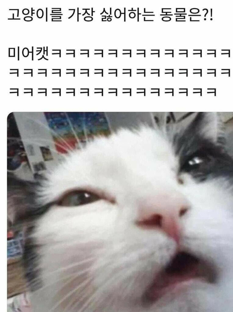 동물개그 모음집.JPG | 인스티즈