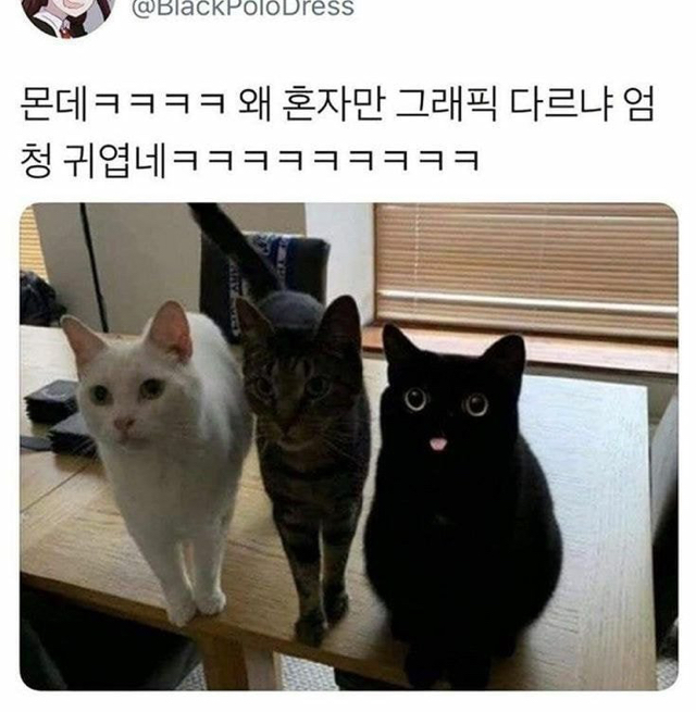 지하철인데 어떤 강아지가 자꾸 에어드랍으로 자기 셀카를 보냄.jpg | 인스티즈