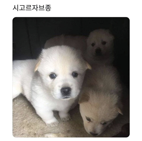 세기의 조랭이 대결 | 인스티즈