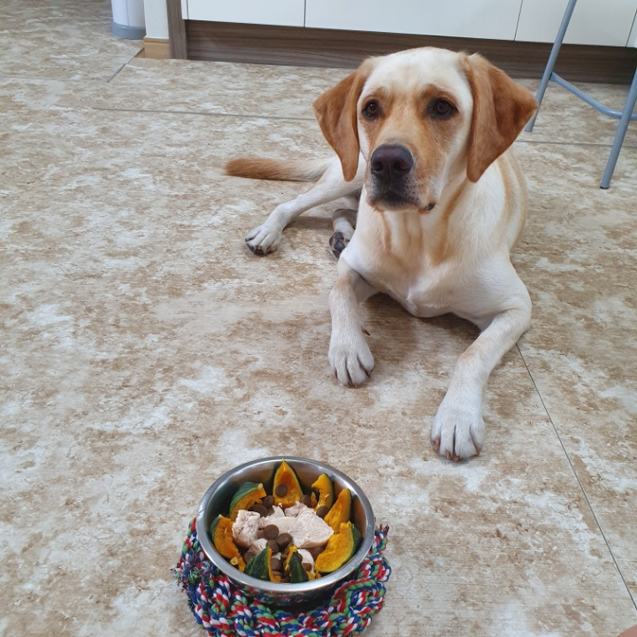 강아지 단짠단짠 | 인스티즈