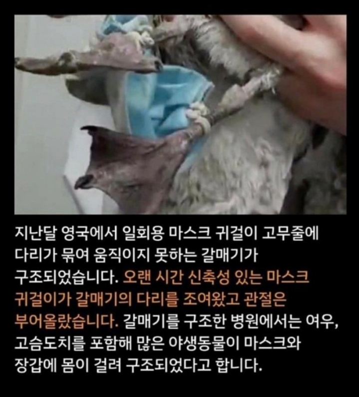 마스크 귀걸이를 가위로 잘라서 버리세요 | 인스티즈