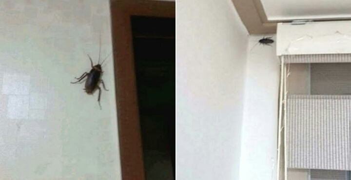 살면서 본 바퀴중 가장 큰 바퀴벌레 | 인스티즈