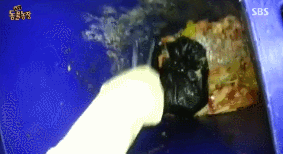 아니.. 음식물 쓰레기통에서 강아지 우는 소리가 나는거에요 | 인스티즈