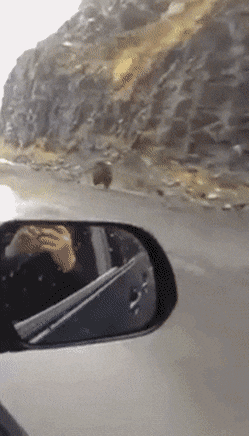 곰을 만났을때 도망가는게 의미없는 이유.JPGIF | 인스티즈