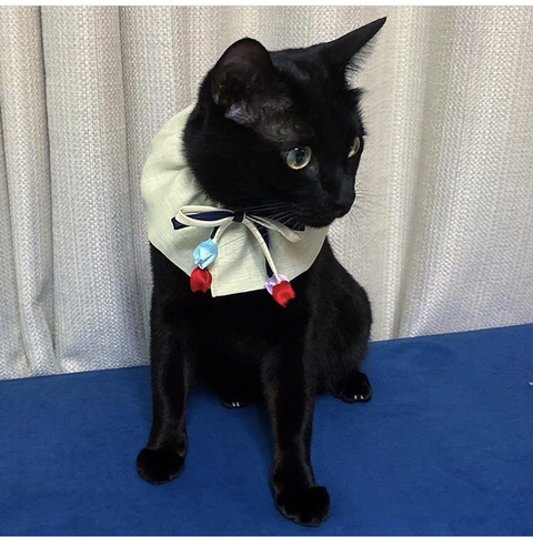 박수홍 고양이 냥스타그램 | 인스티즈