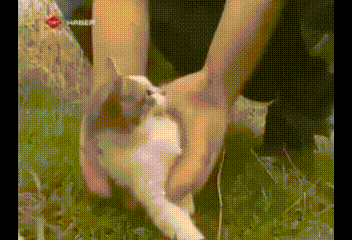 말 드럽게 안듣는 고양이의 최후 | 인스티즈