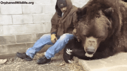 실제 곰 머리 크기 체감짤...gif | 인스티즈