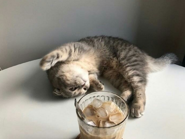 고양이랑 카페에서 사진찍기♡ | 인스티즈