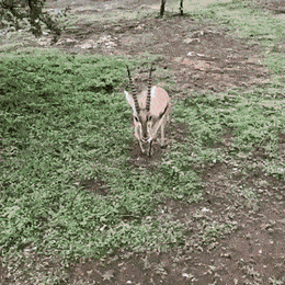 가젤 체감 속도.GIF | 인스티즈