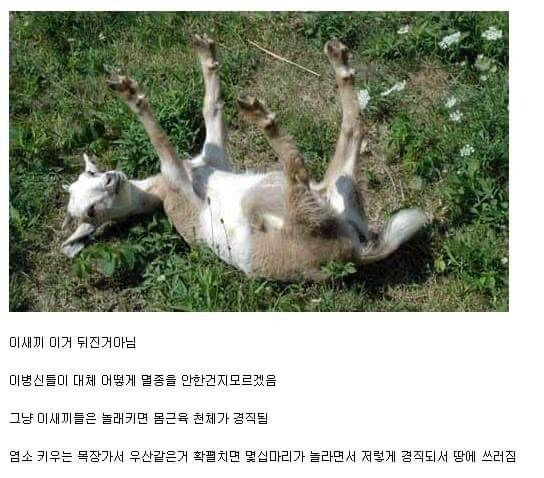 ㅂㅅ같은 동물류 최고봉.jpg | 인스티즈