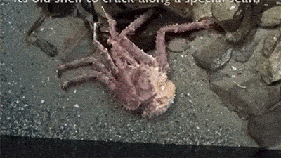 게가 탈피하는 과정 | 인스티즈