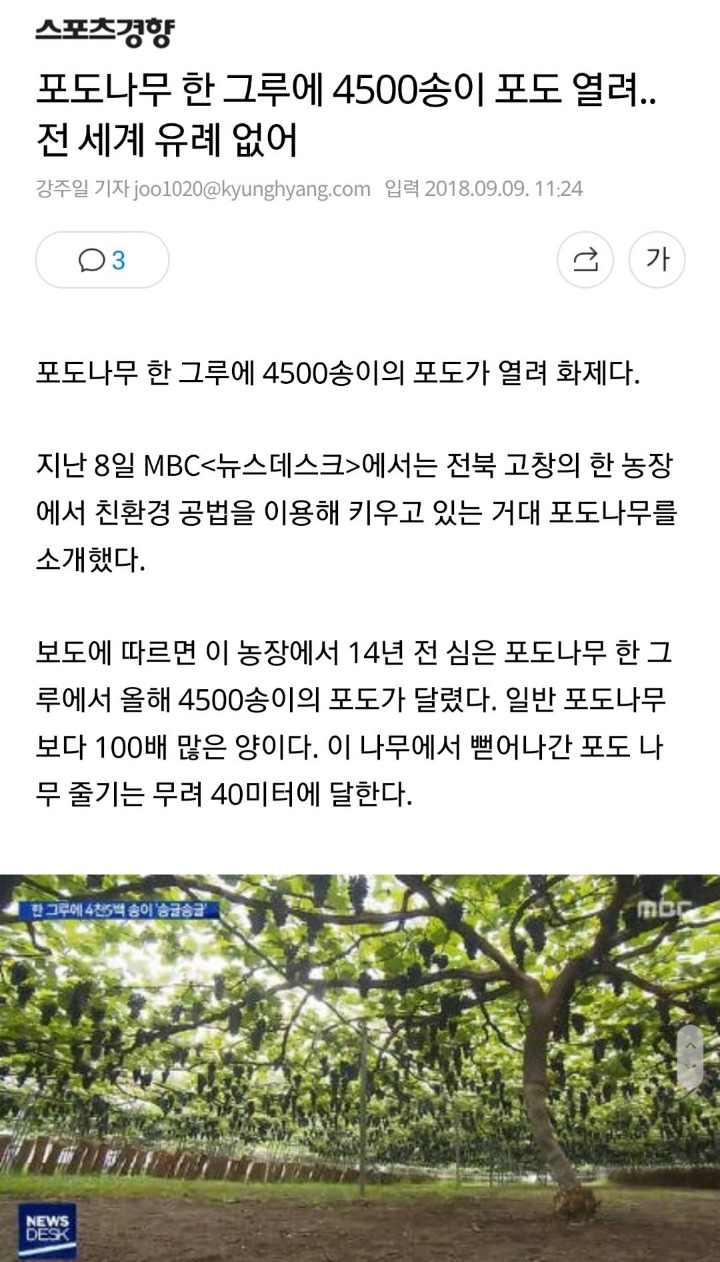 약한 포도는 살아남을 수 없다.jpg | 인스티즈
