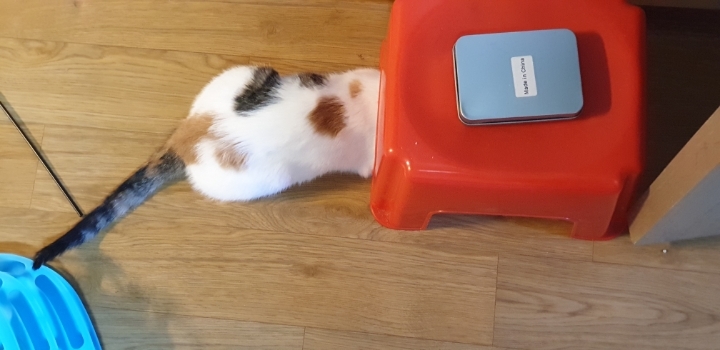 멋대로 들어온 고양이 안나간지 53일차 (짤있음 데이터 조심) | 인스티즈