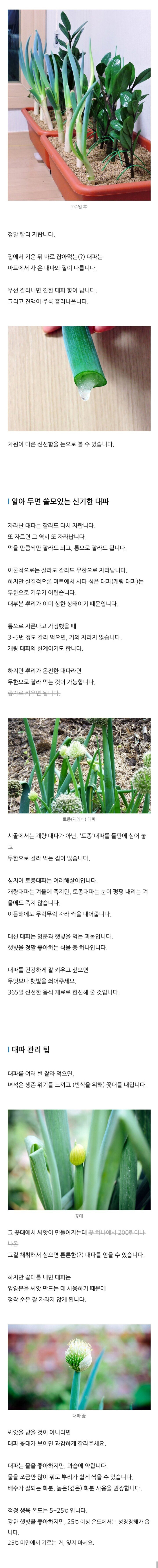 집에서 대파 키우기(드루이드 초급편).jpg | 인스티즈