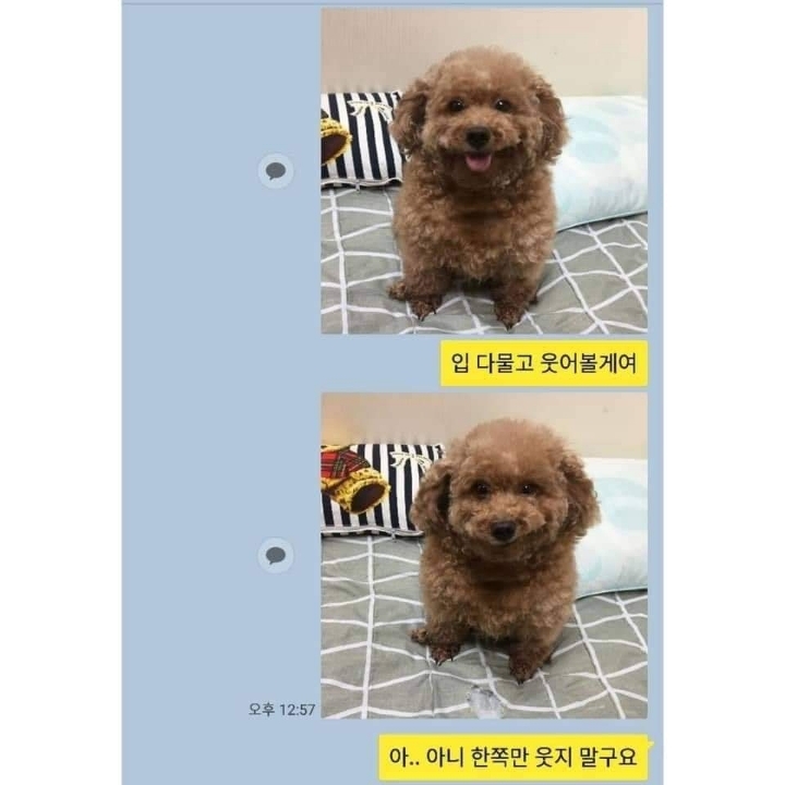 증명사진 찍는 강아지 | 인스티즈