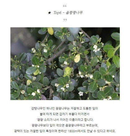 특이한 식물 이름 | 인스티즈