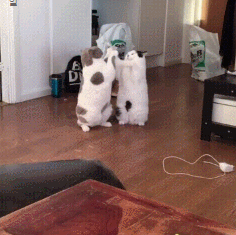 돼냥이들의 싸움 | 인스티즈