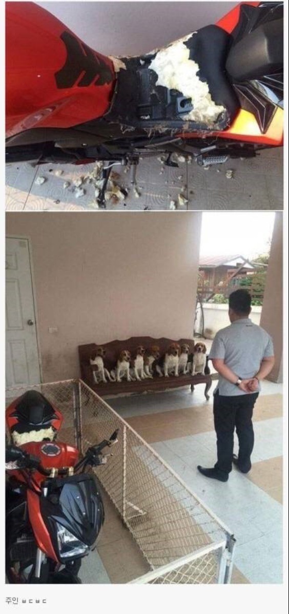 비글의만행 | 인스티즈