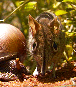 코끼리와 먼 친척이지만 사이즈가 많이 다른 아이.gif | 인스티즈