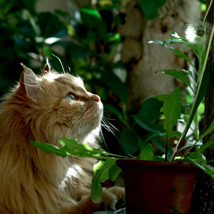 고양이들의 눈동자 | 인스티즈