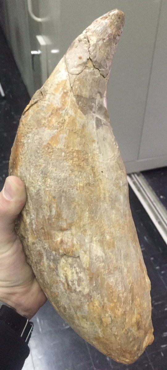 거대한 이빨 화석의 위엄 | 인스티즈