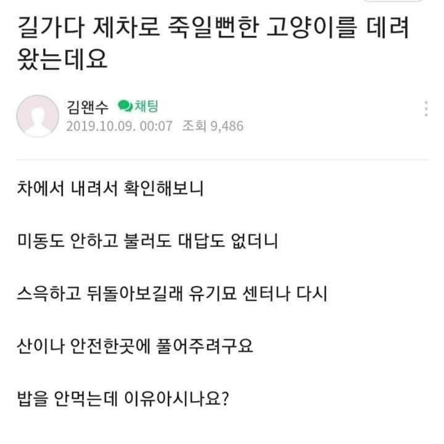 길가다 제 차로 죽일뻔한 고양이를 데려왔는데요 | 인스티즈