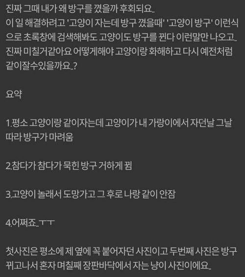 고양이랑 같이 자다가 방구 꼈는데 그 후로 고양이가 저랑 같이 안자요.jpg | 인스티즈