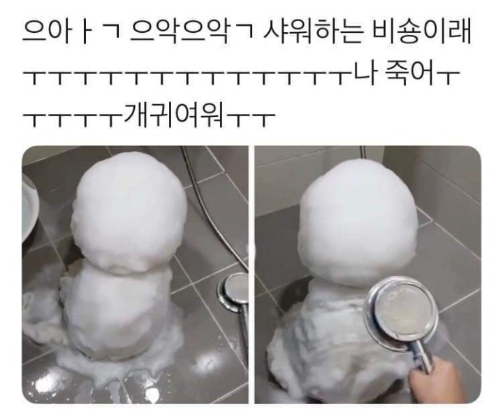 샤워하는 비숑 | 인스티즈