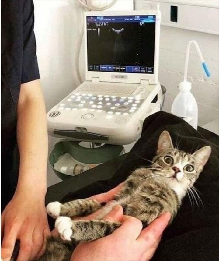 임신 사실을 알게 된 고양이 | 인스티즈