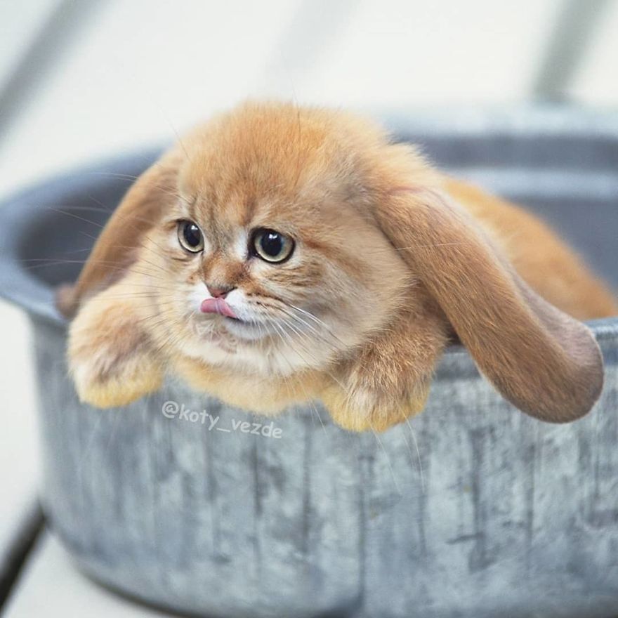 모든동물이 고양이가 된다면?.jpg | 인스티즈