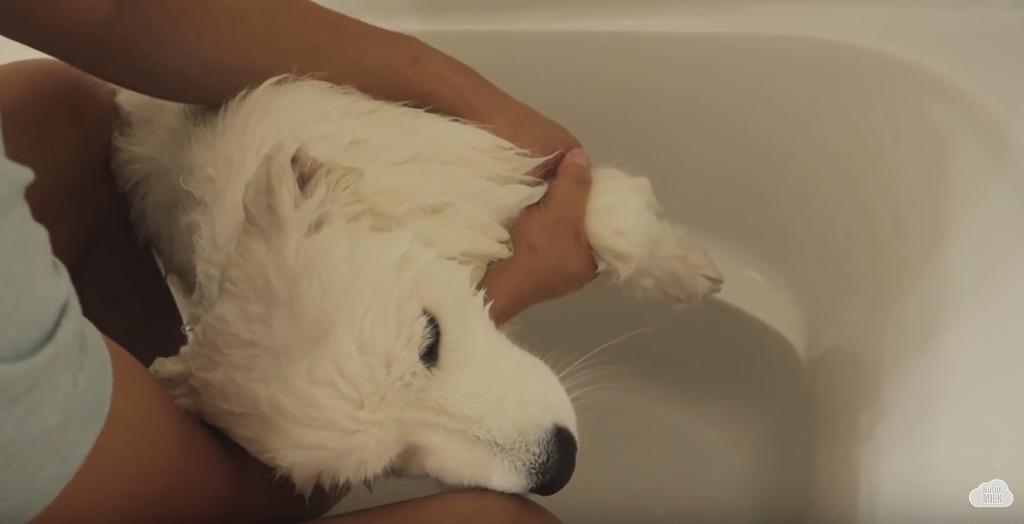 세상 순한 사모예드 댕댕이 목욕 시키기.jpgif | 인스티즈