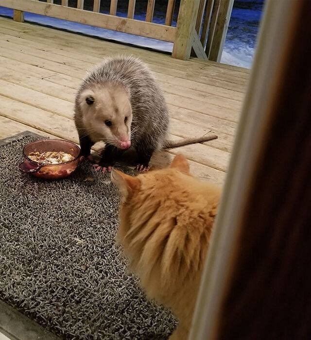 쥐에게 먹이뺐기고 인간에게 도움 요청하는 고양이 | 인스티즈