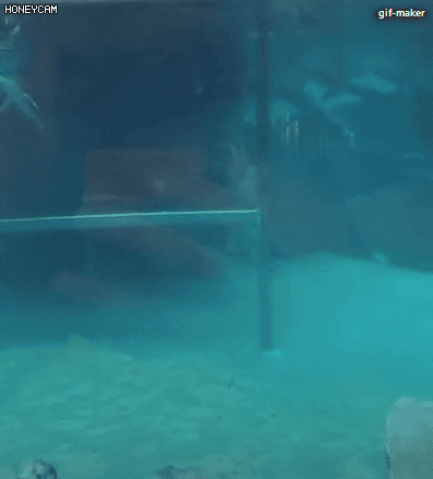 가만히 물속을 움직이는 악어 | 인스티즈