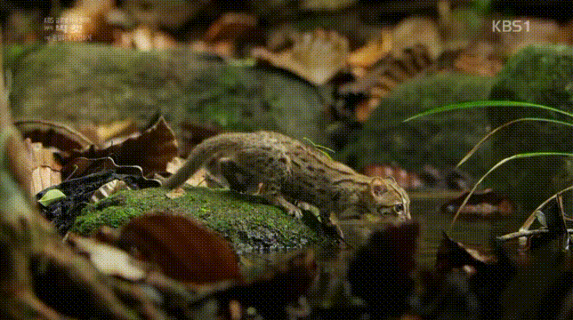 세상에서 작은고양이 | 인스티즈