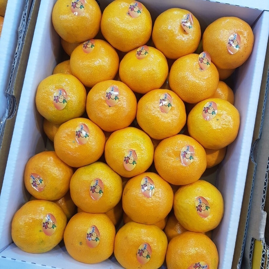 살면서 가장 많이 먹은 것 같은 과일은? | 인스티즈