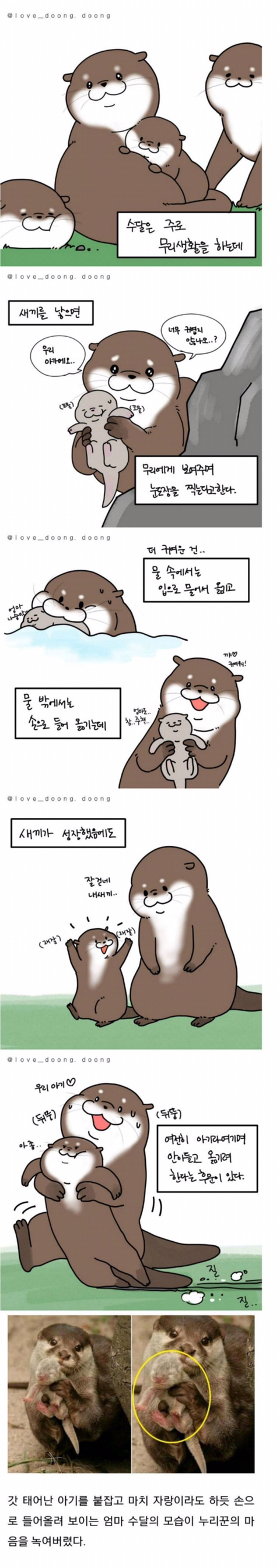 새끼 자랑하는 엄마 수달 | 인스티즈