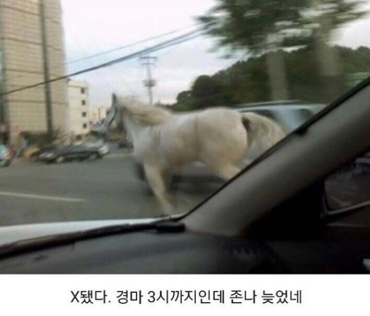 경마대회에 지각한 선수 | 인스티즈