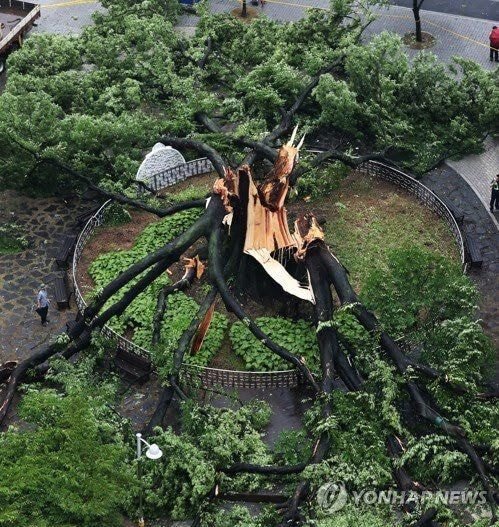 실존하는 베이비 그루트.JPG | 인스티즈
