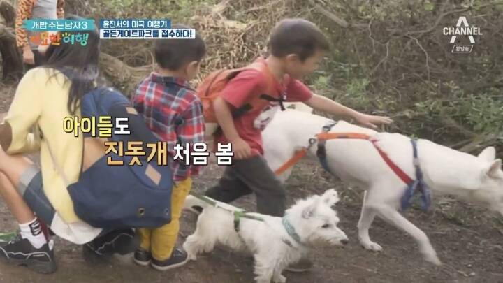 미국에서 인기쩌는 진돗개....jpg | 인스티즈